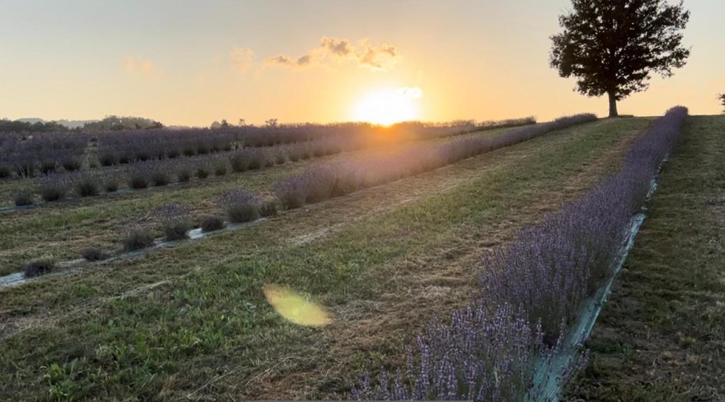 La Baita Nei Boschi Vila Serramazzoni Exterior foto