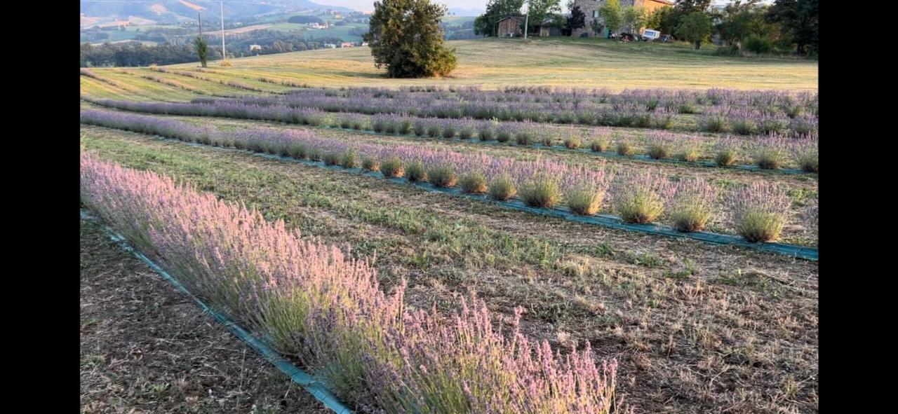 La Baita Nei Boschi Vila Serramazzoni Exterior foto