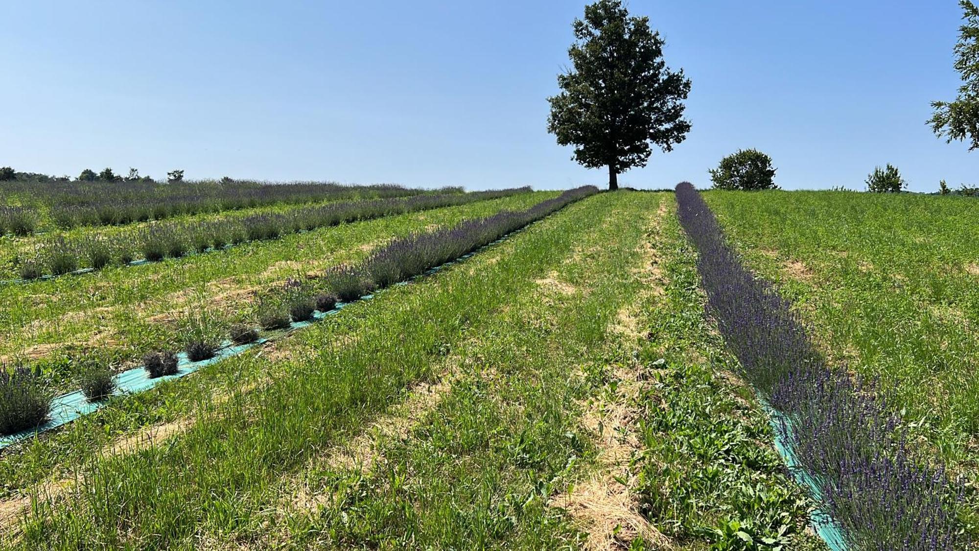 La Baita Nei Boschi Vila Serramazzoni Exterior foto